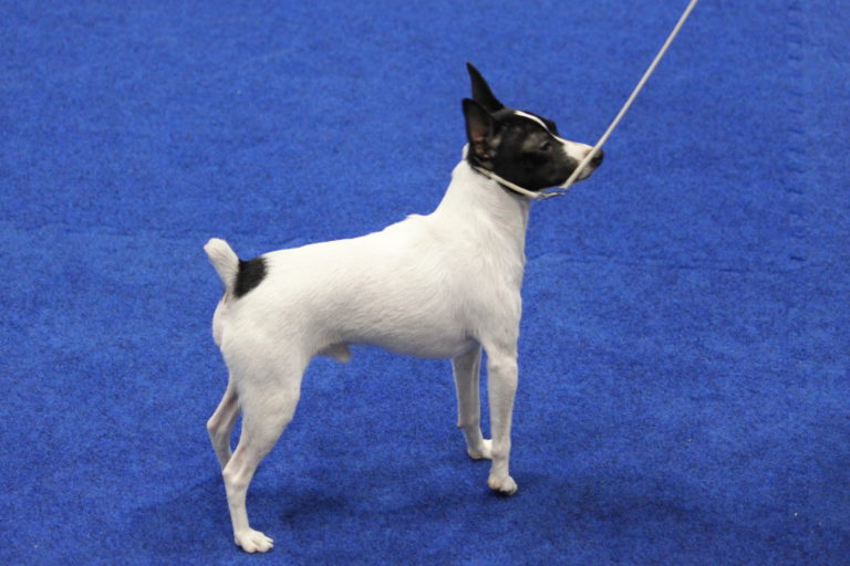 IMG_2627 Central Florida Toy Fox Terrier Club