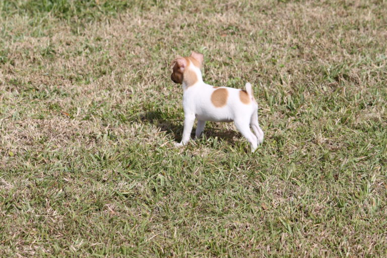 Central Florida Toy Fox Terrier Club Toy Fox Terriers, Florida